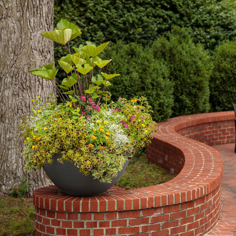 ColorBlaze® Strawberry Drop Coleus (scutellarioides)