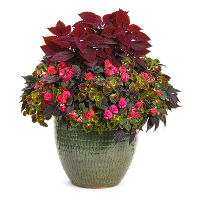 ColorBlaze® Strawberry Drop Coleus (scutellarioides)