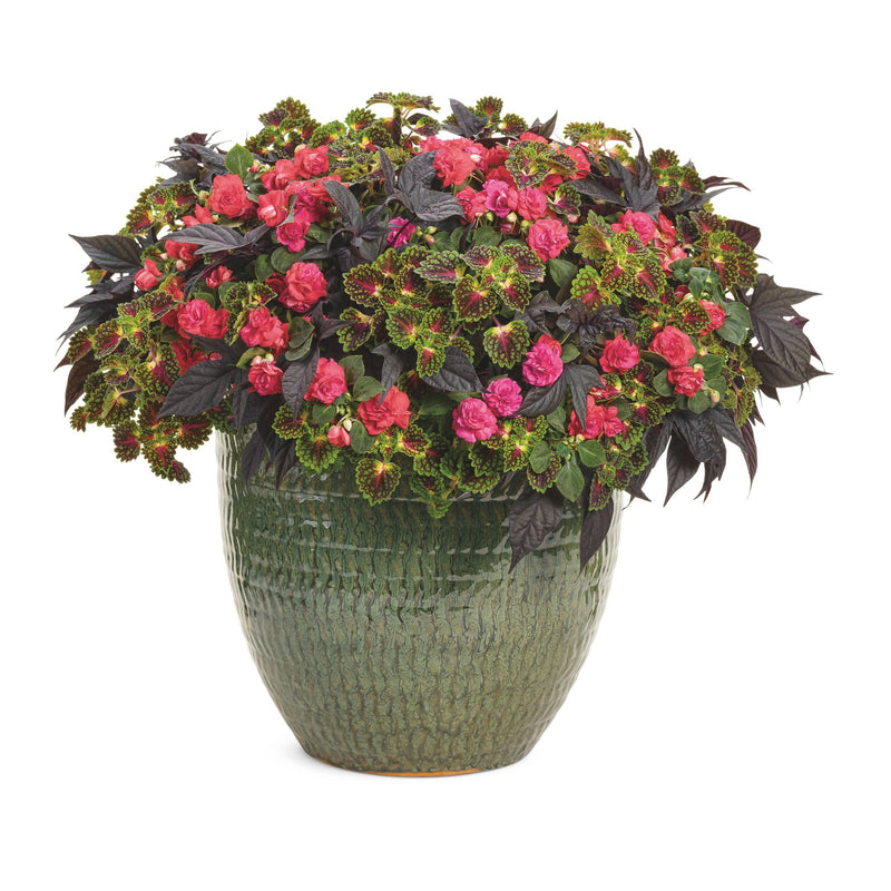ColorBlaze® Strawberry Drop Coleus (scutellarioides)