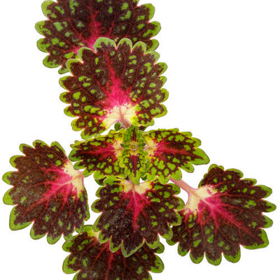 ColorBlaze® Strawberry Drop Coleus (Coleus scutellarioides)