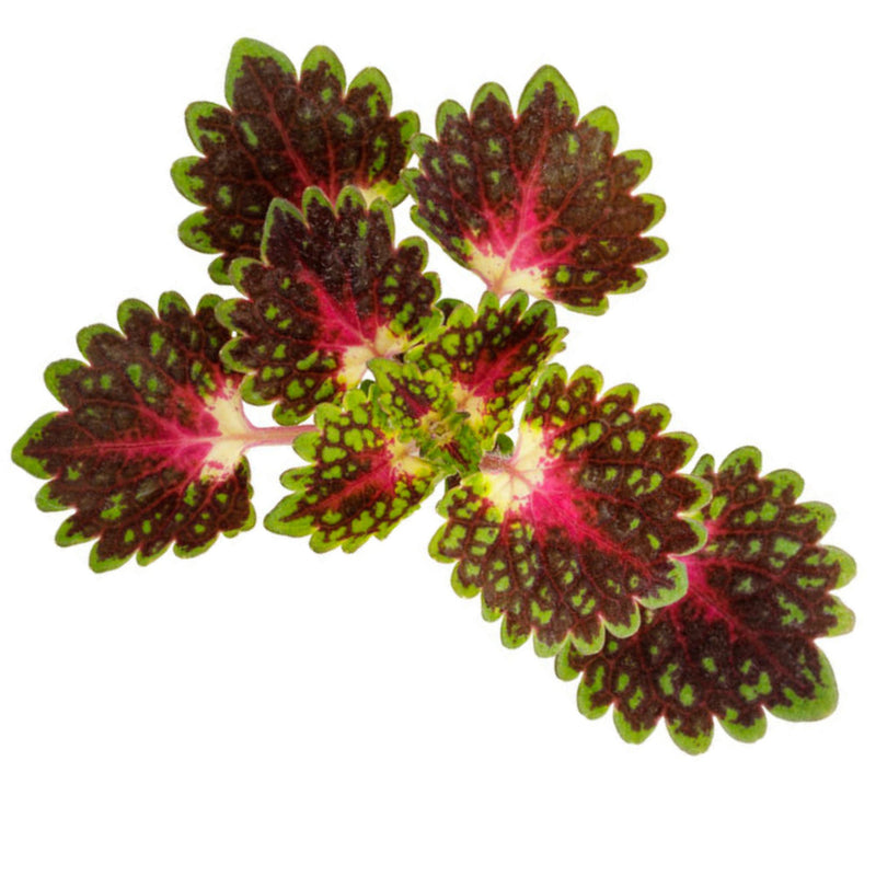 ColorBlaze® Strawberry Drop Coleus (scutellarioides)