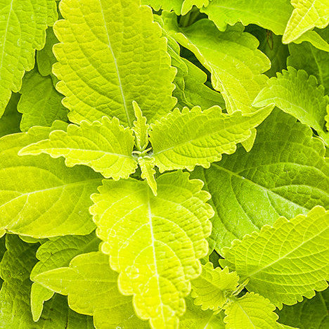 ColorBlaze Lime Time Coleus up close.