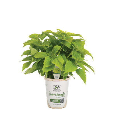 ColorBlaze® Lime Time® Coleus (Coleus scutellarioides)