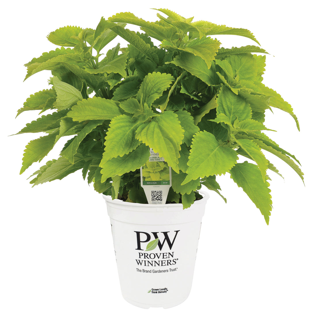 Limited Edition Royale™ | ColorBlaze® Lime Time® Coleus (scutellarioides)
