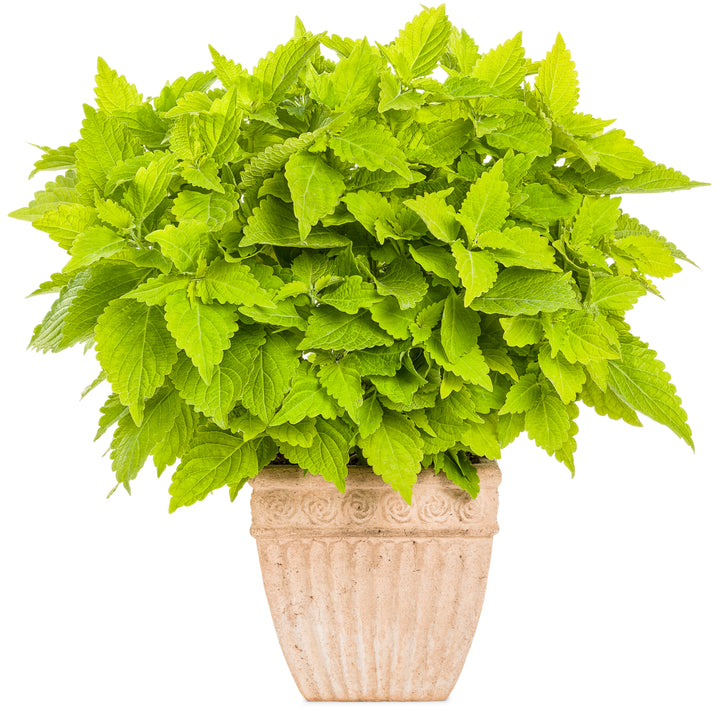 Limited Edition Royale™ | ColorBlaze® Lime Time® Coleus (scutellarioides)