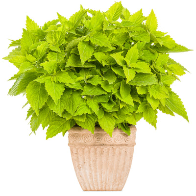 ColorBlaze® Lime Time® Coleus (Coleus scutellarioides)