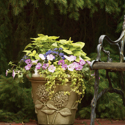 ColorBlaze Lime Time Coleus in use.