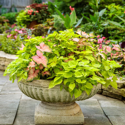 ColorBlaze® Lime Time® Coleus (scutellarioides)