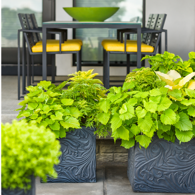 ColorBlaze Lime Time Coleus in use.