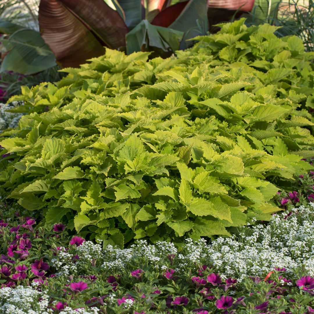 Limited Edition Royale™ | ColorBlaze® Lime Time® Coleus (scutellarioides)