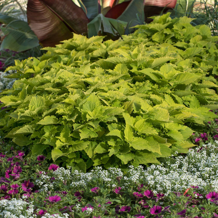 Limited Edition Royale™ | ColorBlaze® Lime Time® Coleus (scutellarioides)