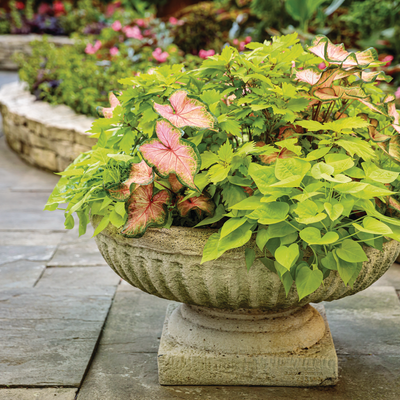 ColorBlaze Lime Time Coleus in use.