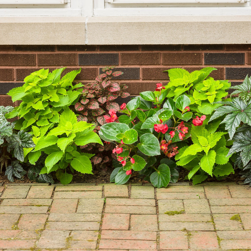 ColorBlaze® Lime Time® Coleus (scutellarioides)