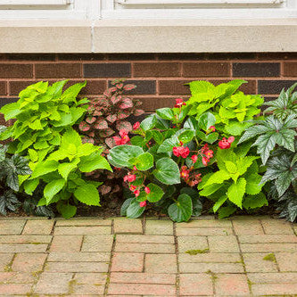 ColorBlaze Lime Time Coleus in use.