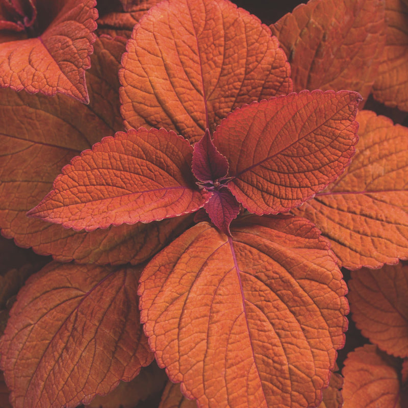 ColorBlaze® Sedona Sunset® Coleus (scutellarioides)
