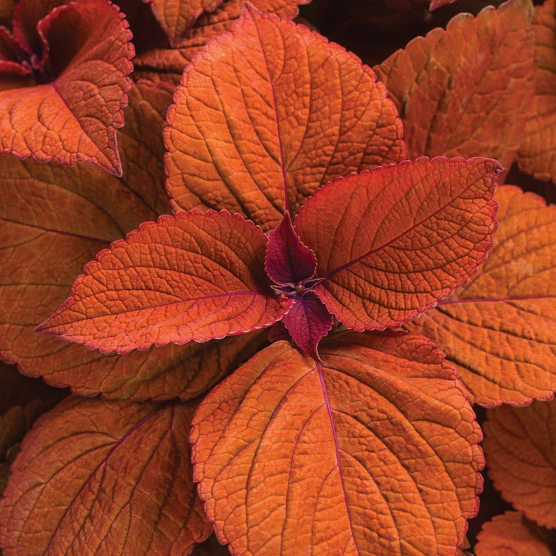 ColorBlaze Sedona Sunset Coleus up close.