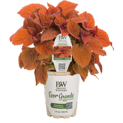 ColorBlaze® Sedona Sunset® Coleus (Coleus scutellarioides)