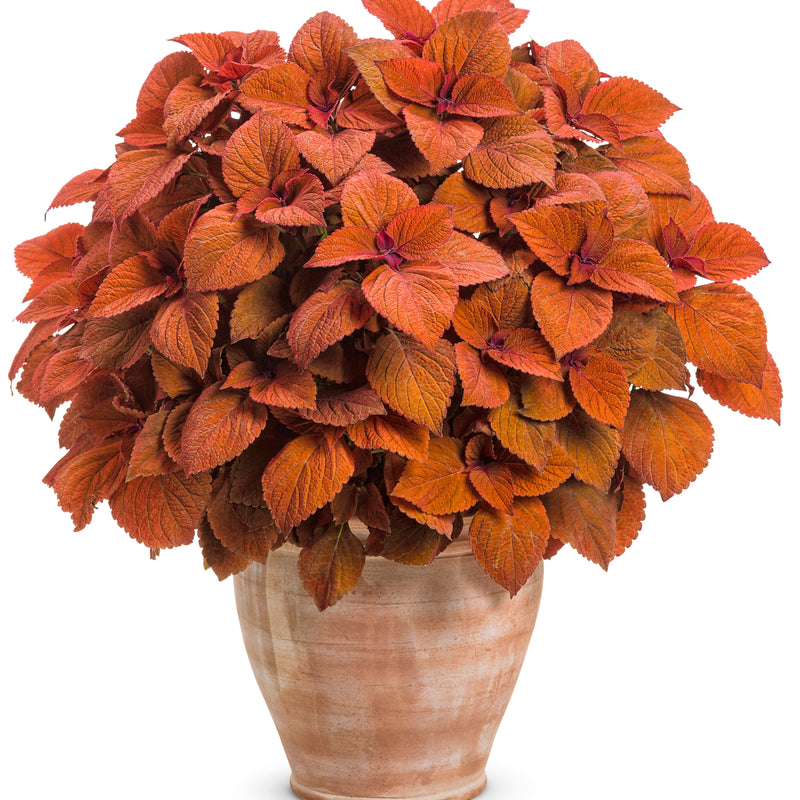 ColorBlaze® Sedona Sunset® Coleus (Coleus scutellarioides)