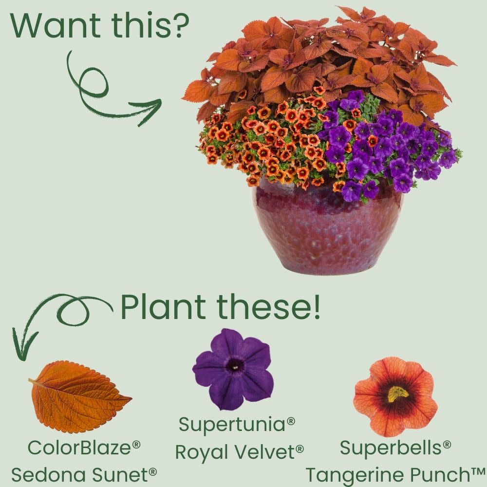 Coleus | ColorBlaze® Sedona Sunset® | Proven Winners® Annuals