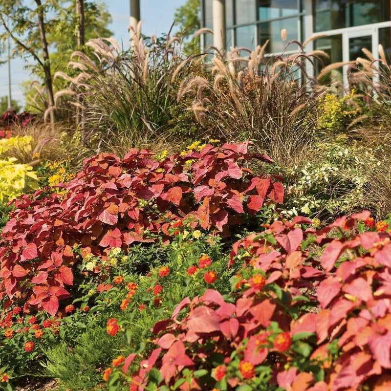 ColorBlaze Sedona Sunset Coleus in use.