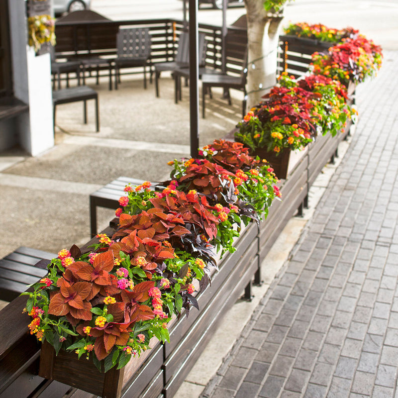 ColorBlaze Sedona Sunset Coleus in use.