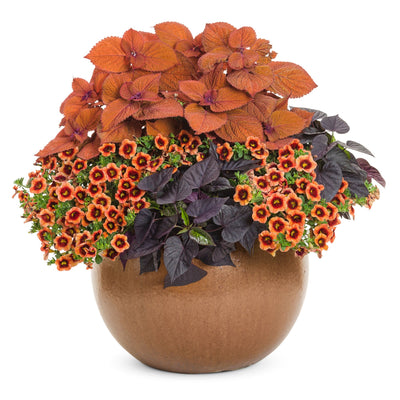 ColorBlaze® Sedona Sunset® Coleus (scutellarioides)