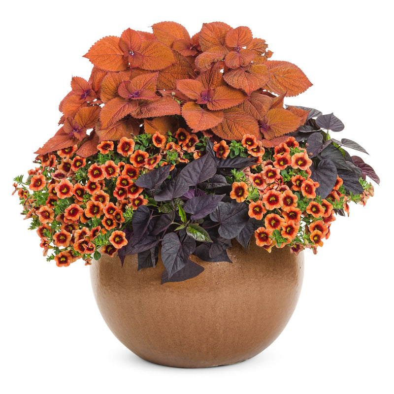 ColorBlaze® Sedona Sunset® Coleus (scutellarioides)