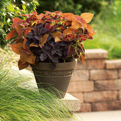 ColorBlaze Sedona Sunset Coleus in use.