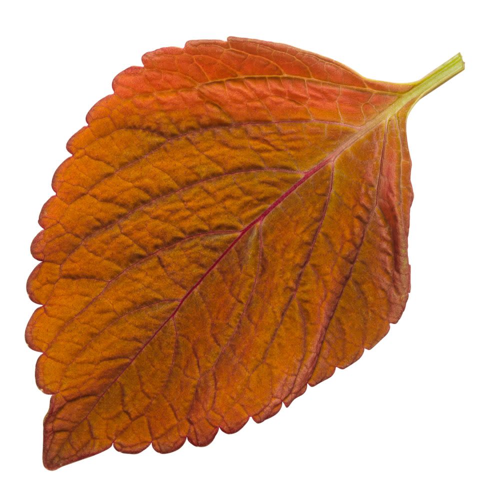 ColorBlaze® Sedona Sunset® Coleus (scutellarioides)