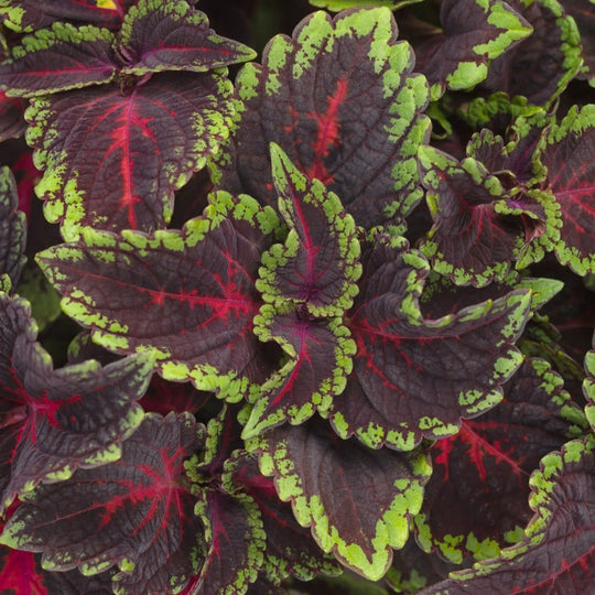 ColorBlaze® Torchlight® Coleus (scutellarioides)