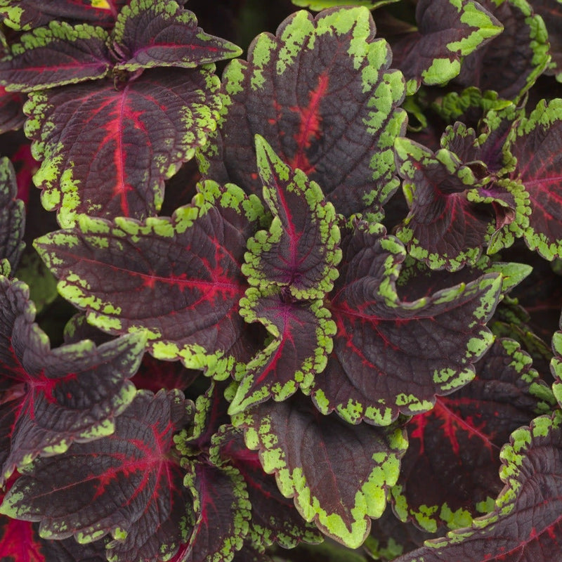 ColorBlaze Torchlight Coleus up close.