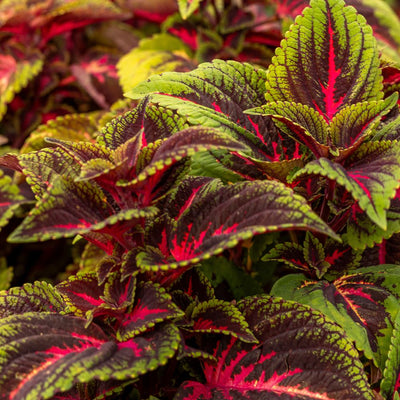 ColorBlaze® Torchlight® Coleus (Coleus scutellarioides)