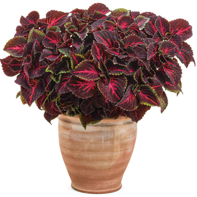 Limited Edition Royale | ColorBlaze® Torchlight® Coleus (Coleus scutellarioides)