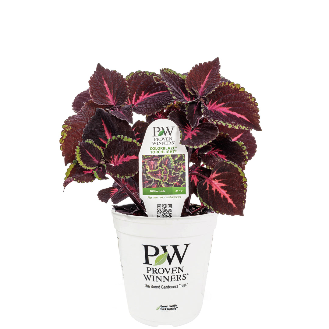 Limited Edition Royale™ | ColorBlaze® Torchlight® Coleus (scutellarioides)