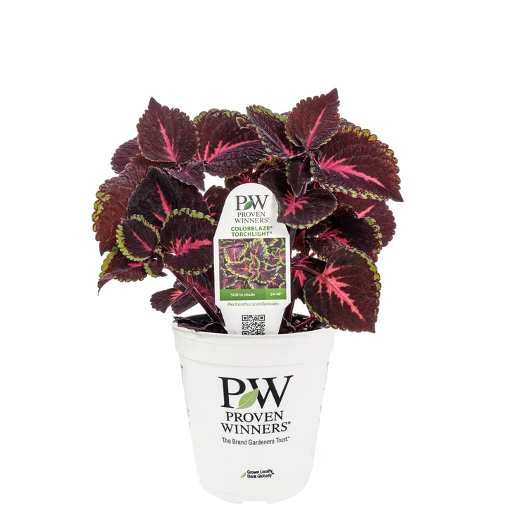 Limited Edition Royale™ | ColorBlaze® Torchlight® Coleus (scutellarioides)