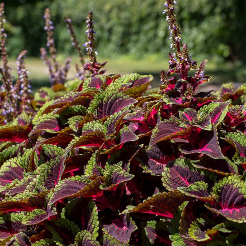 ColorBlaze Torchlight Coleus in focus.