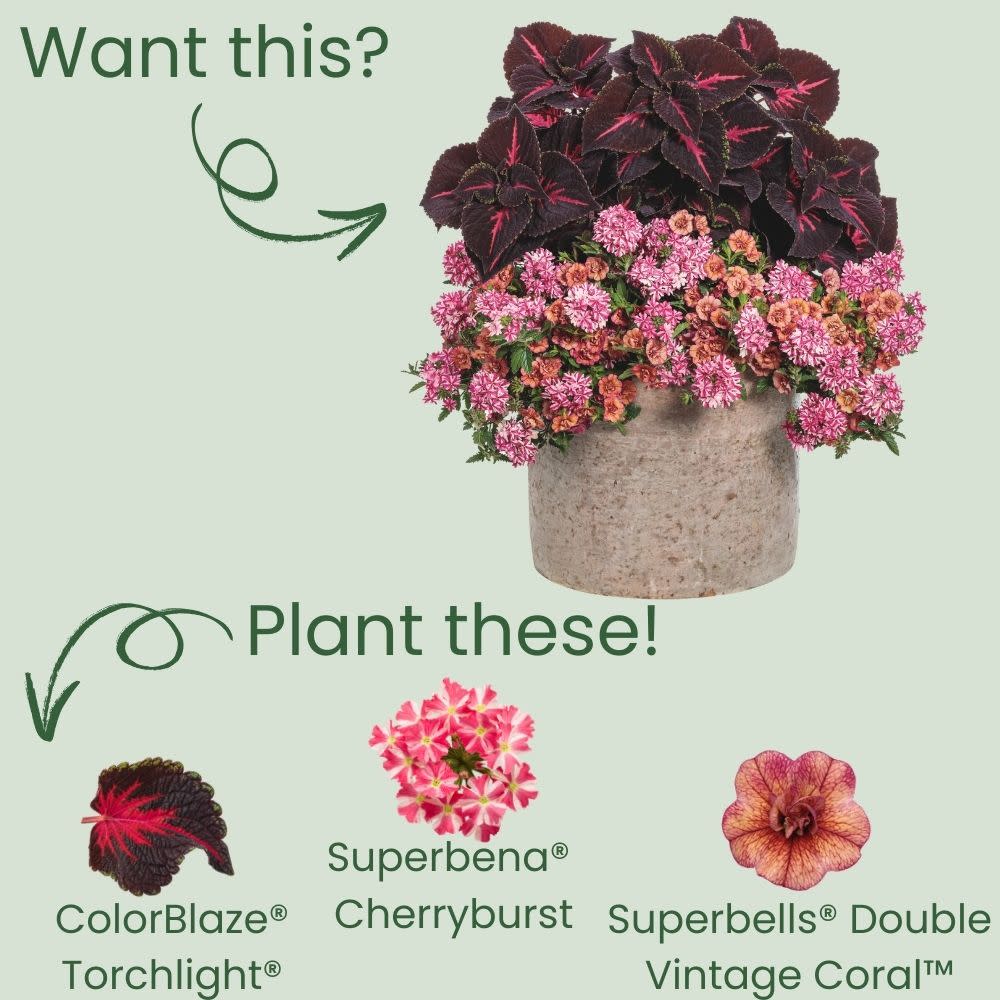 ColorBlaze® Torchlight® Coleus (scutellarioides)