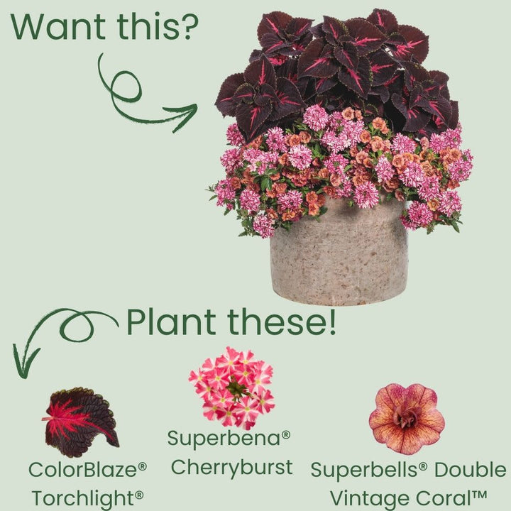 ColorBlaze® Torchlight® Coleus (scutellarioides)