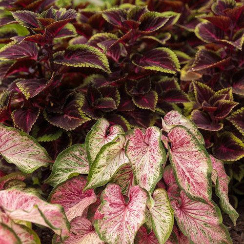 ColorBlaze Torchlight Coleus in use.