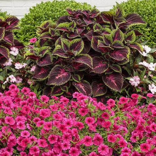 ColorBlaze Torchlight Coleus in use.