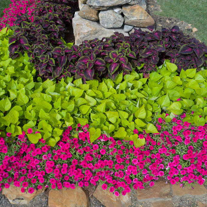 ColorBlaze Torchlight Coleus in use.