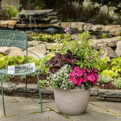 ColorBlaze Torchlight Coleus in use.