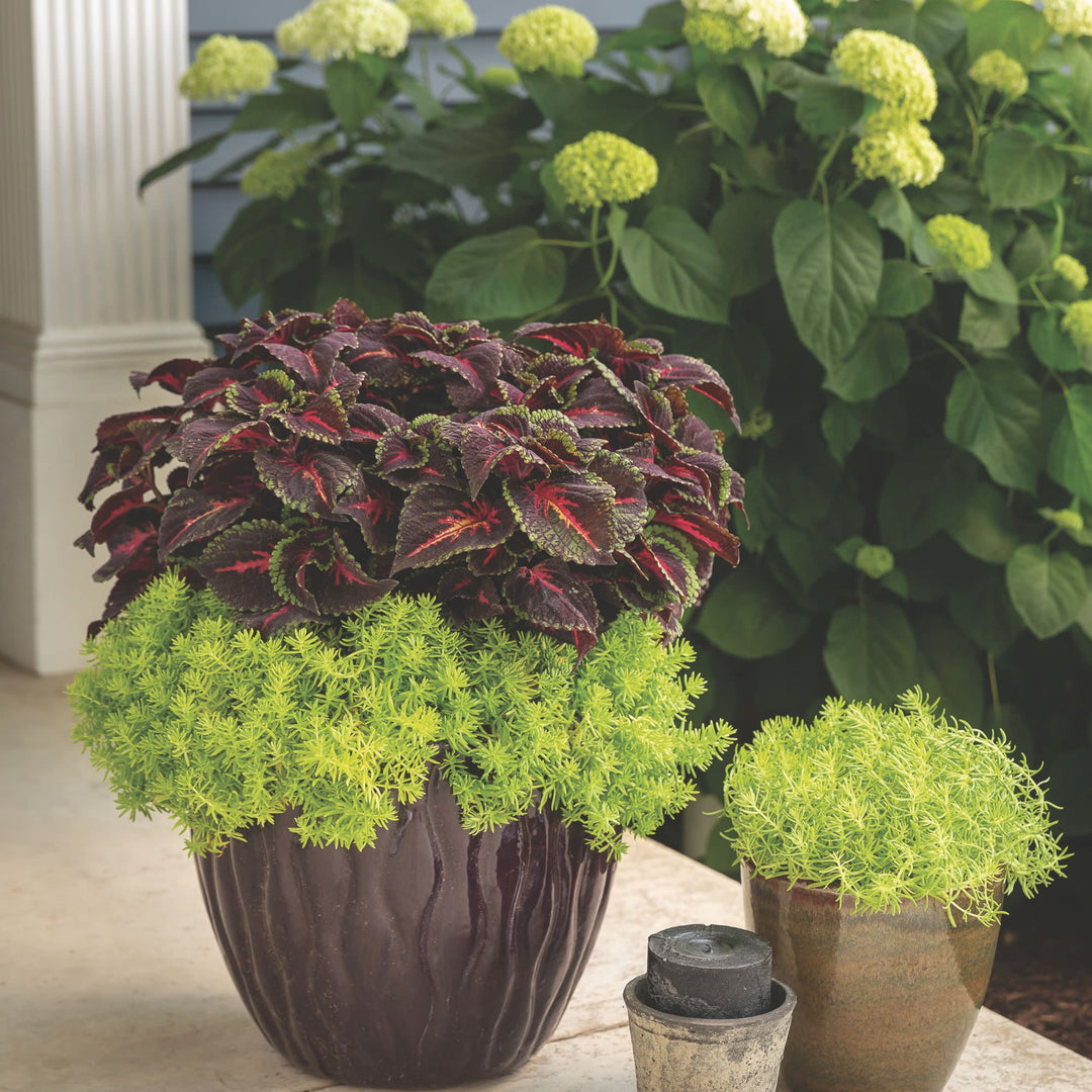ColorBlaze® Torchlight® Coleus (scutellarioides)