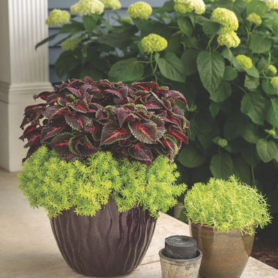 Limited Edition Royale | ColorBlaze® Torchlight® Coleus (scutellarioides)