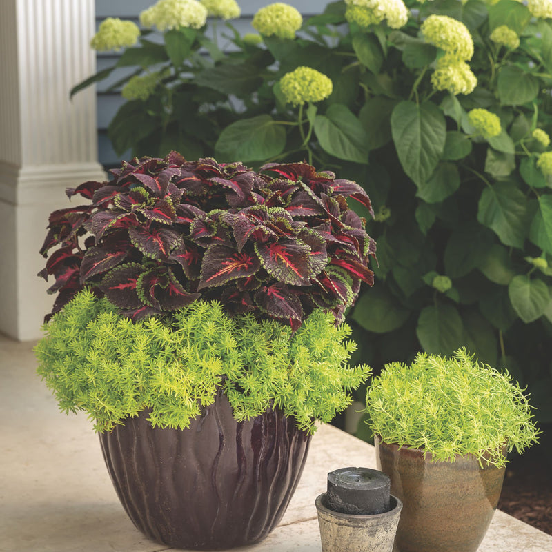 Limited Edition Royale | ColorBlaze® Torchlight® Coleus (scutellarioides)