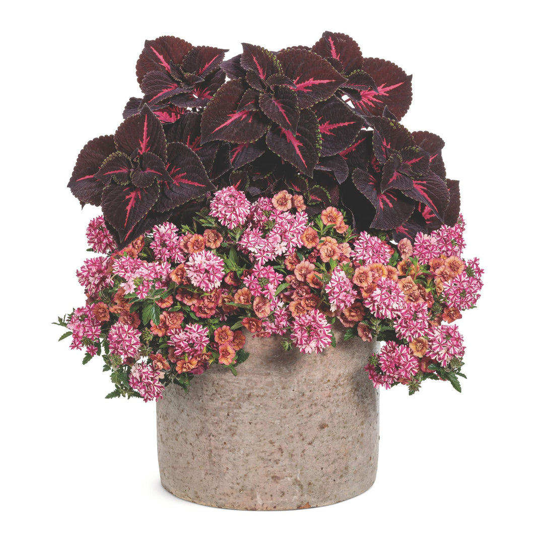 ColorBlaze® Torchlight® Coleus (scutellarioides)