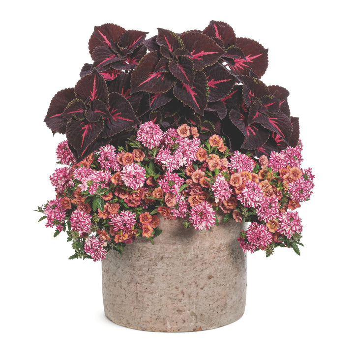 ColorBlaze® Torchlight® Coleus (scutellarioides)