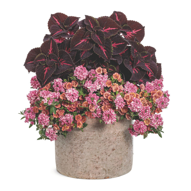 Limited Edition Royale | ColorBlaze® Torchlight® Coleus (scutellarioides)