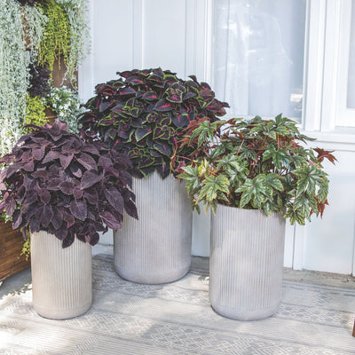 Limited Edition Royale | ColorBlaze® Torchlight® Coleus (scutellarioides)