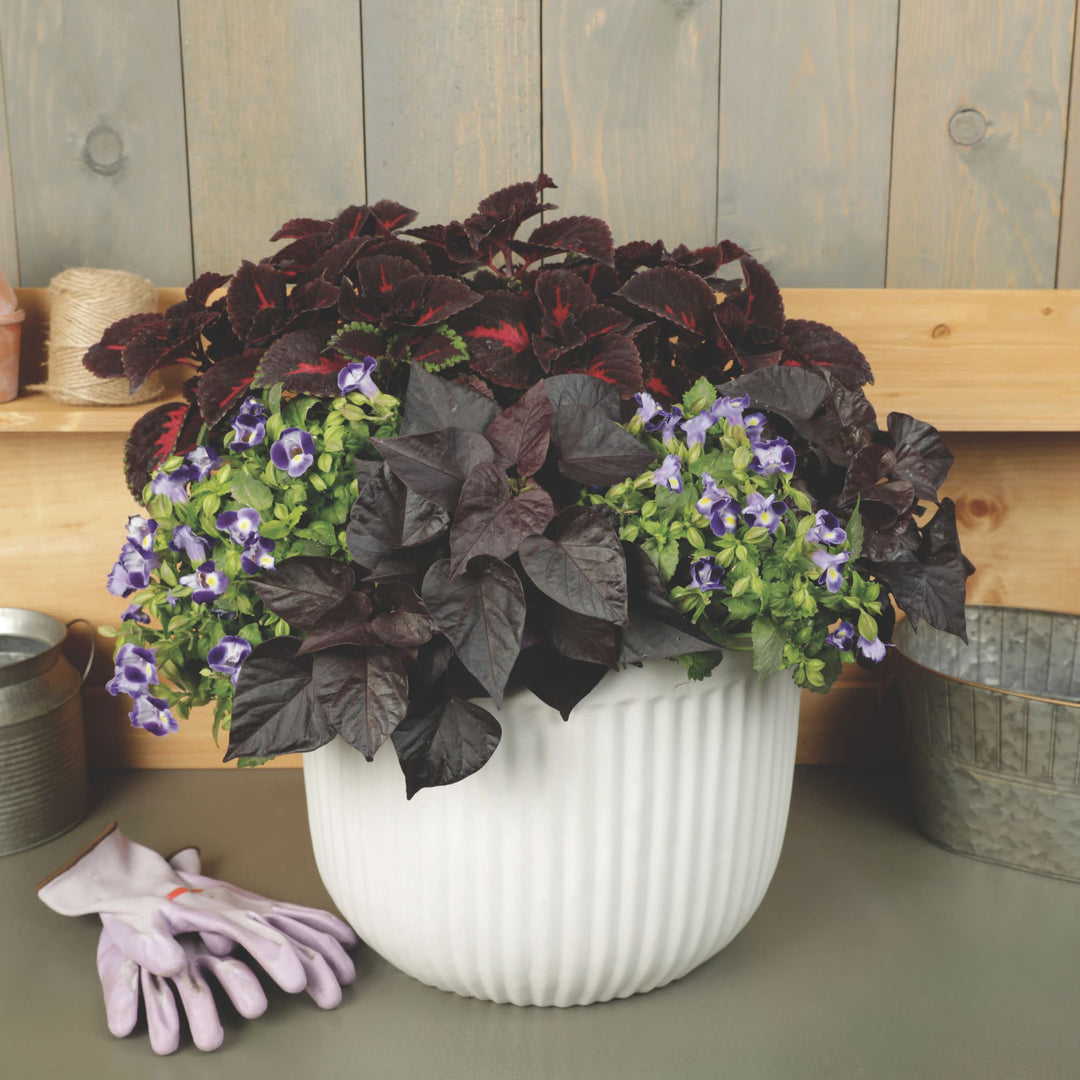 ColorBlaze® Torchlight® Coleus (scutellarioides)